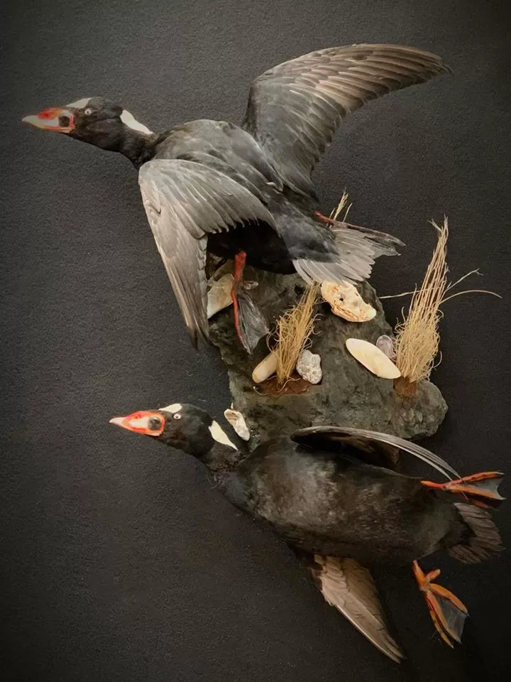 Bird Mount 51