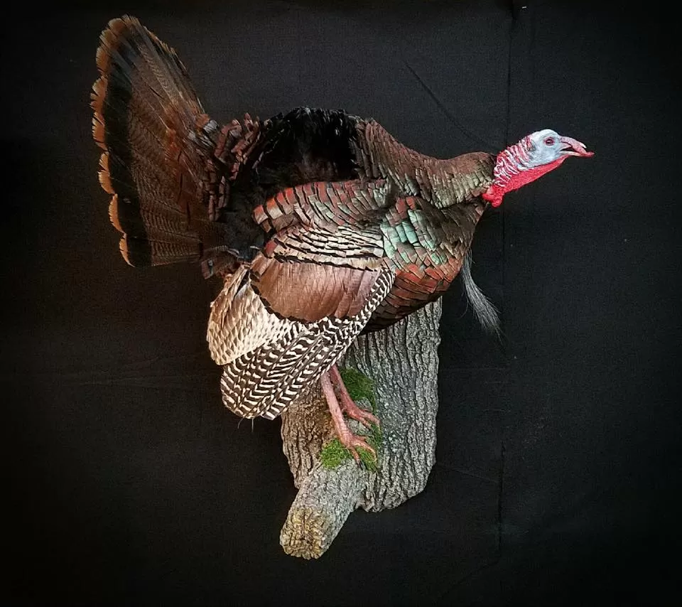 Turkey 47