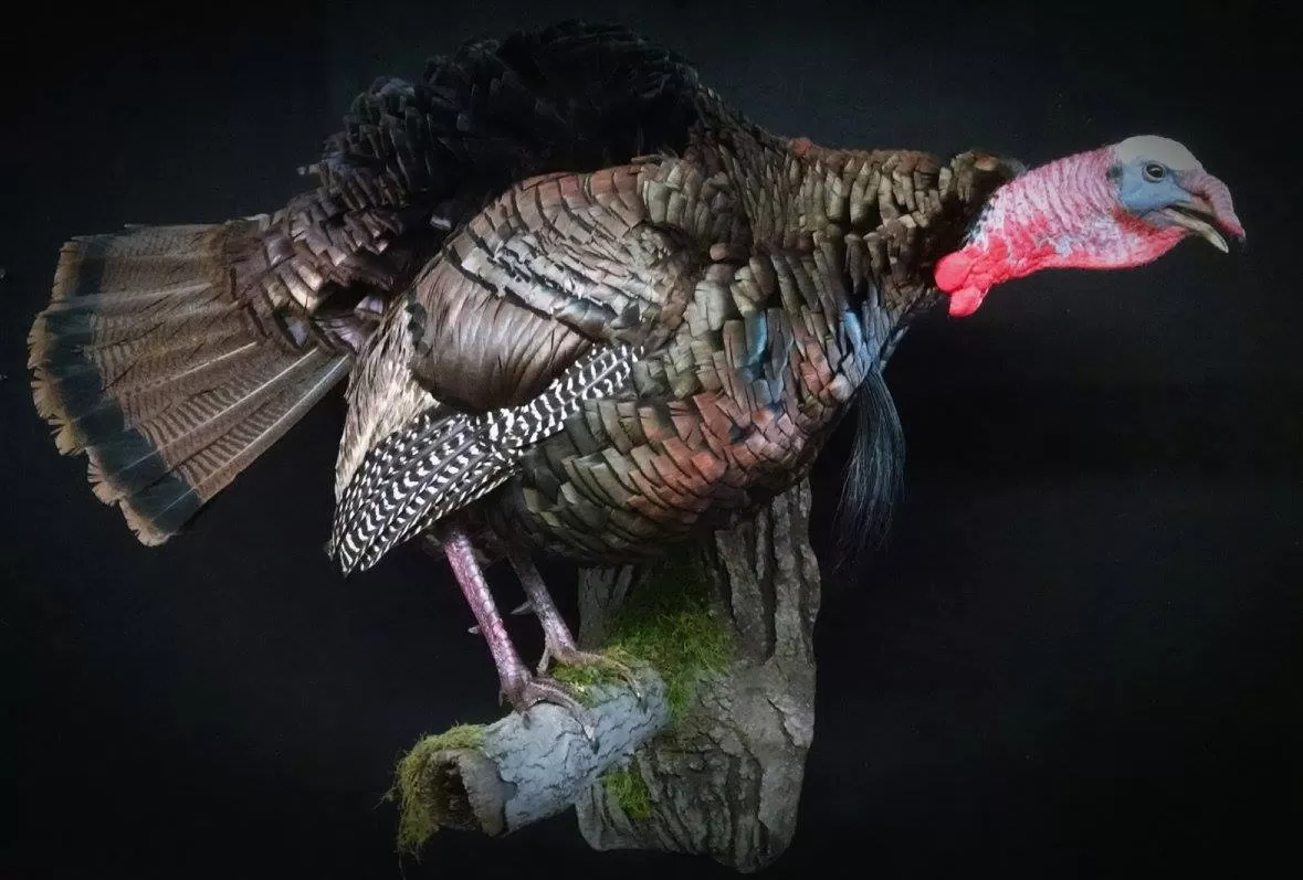 Turkey 44