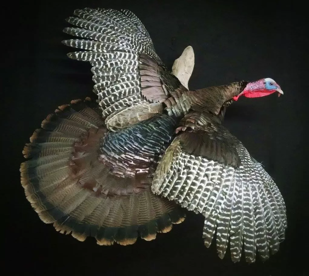 Turkey 49