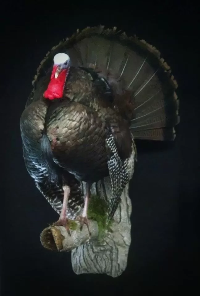 Turkey 46