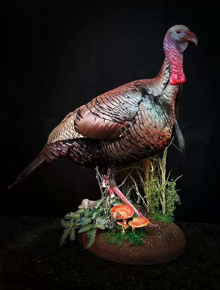 Turkey 54