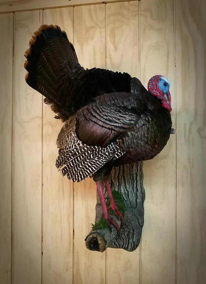 Turkey 48