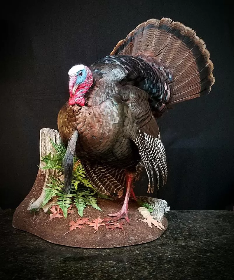 Turkey 56