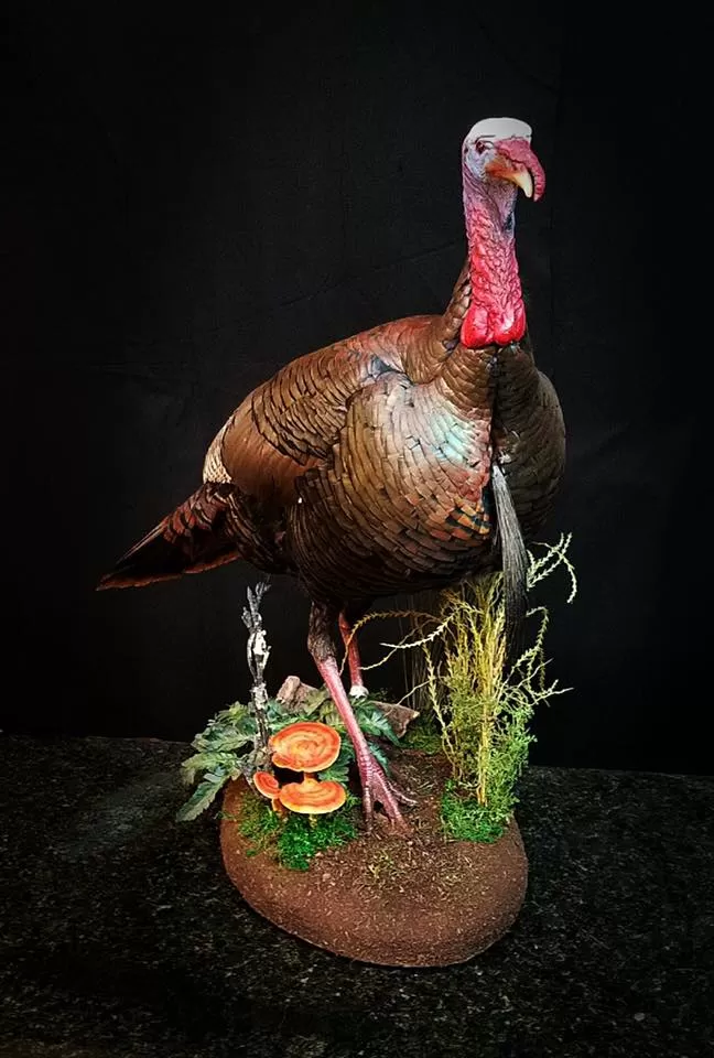 Turkey 58