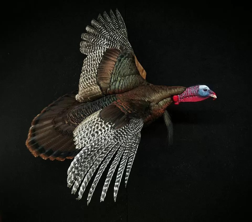 Turkey 60