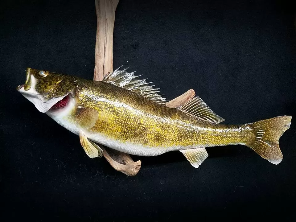 Fish 47