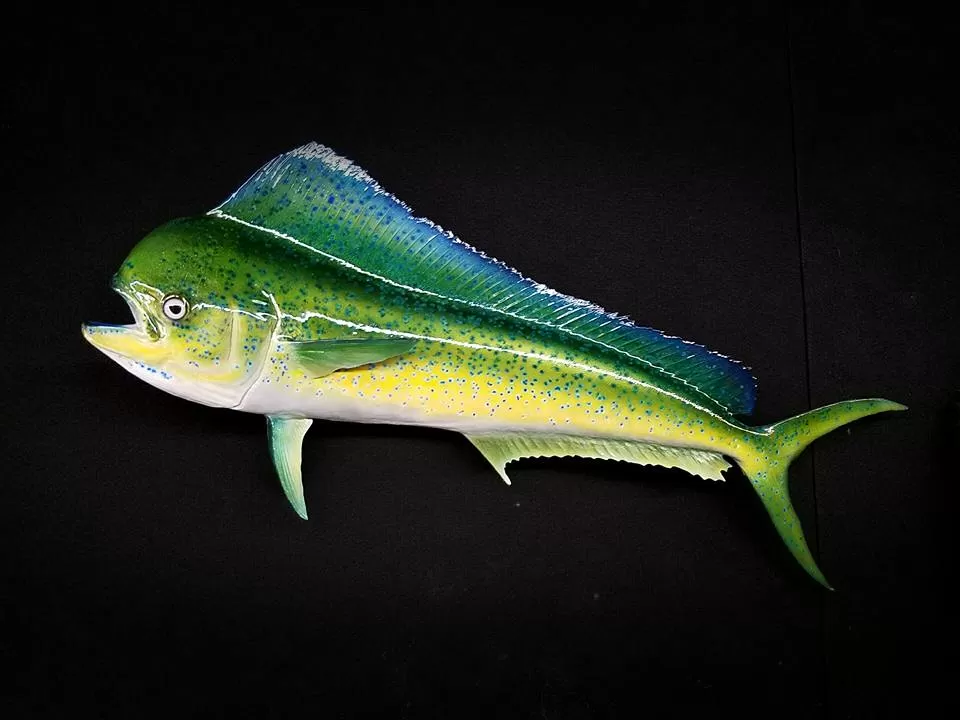 Fish 49