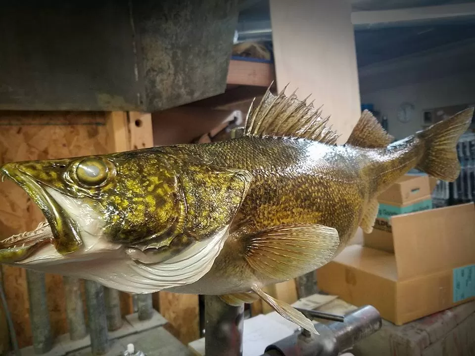 Fish 45