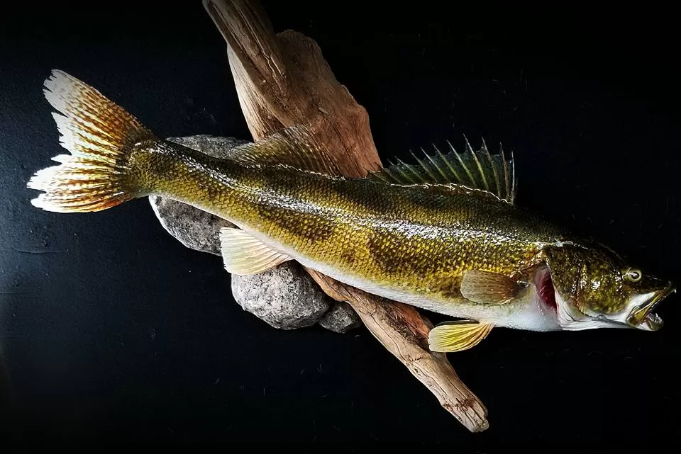 Fish 51