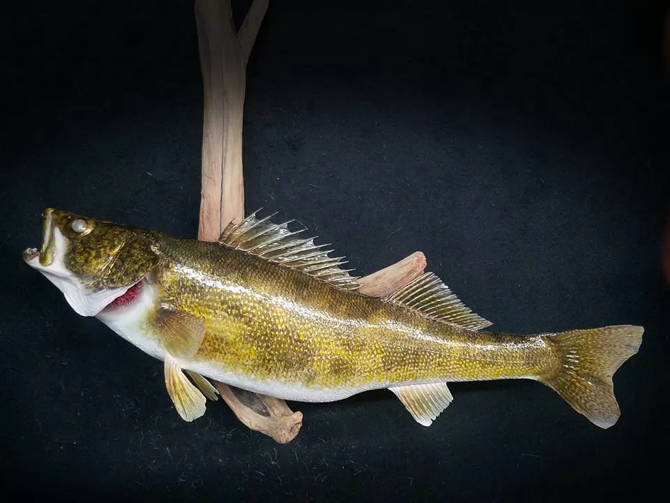 Fish 46