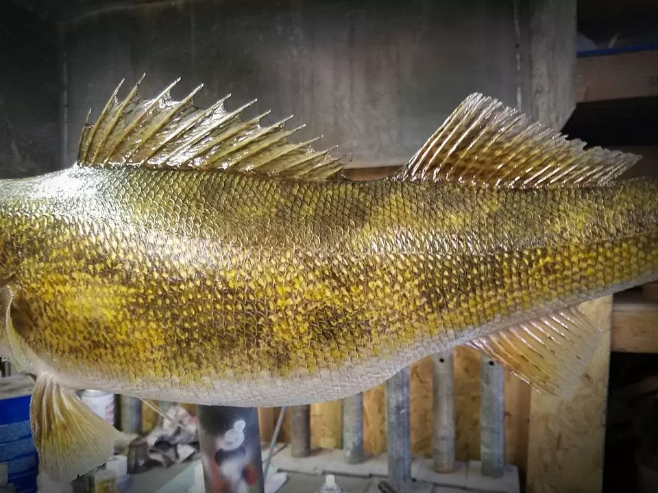 Fish 48