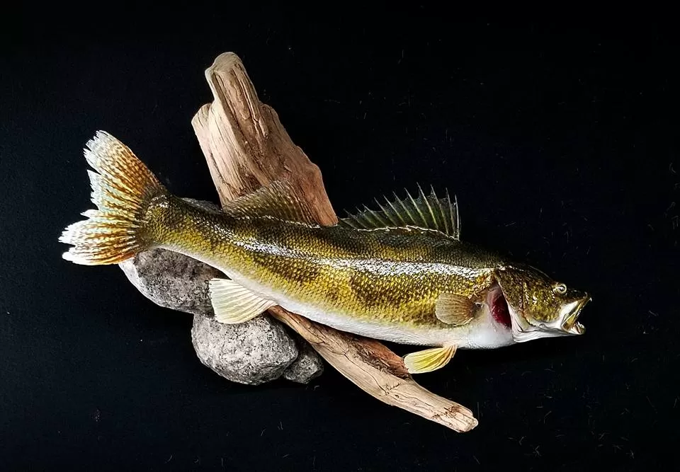 Fish 44