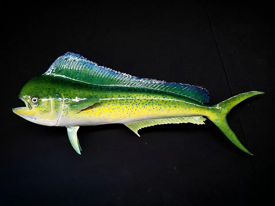 Fish 50