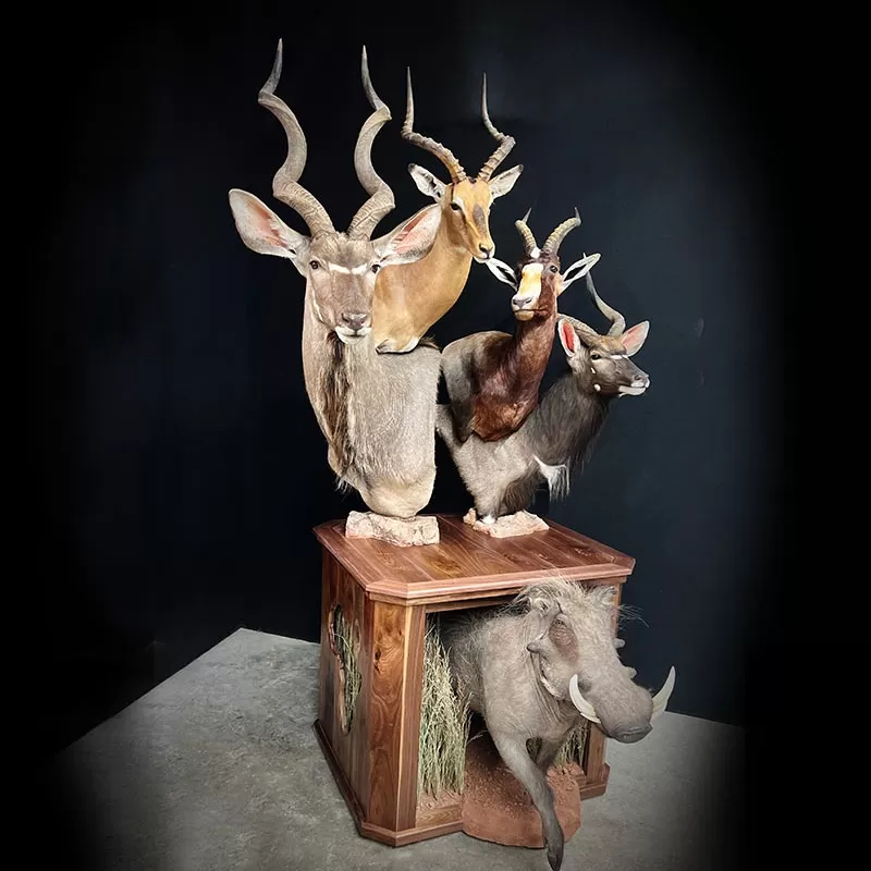 African and Asian Life Size Mounts