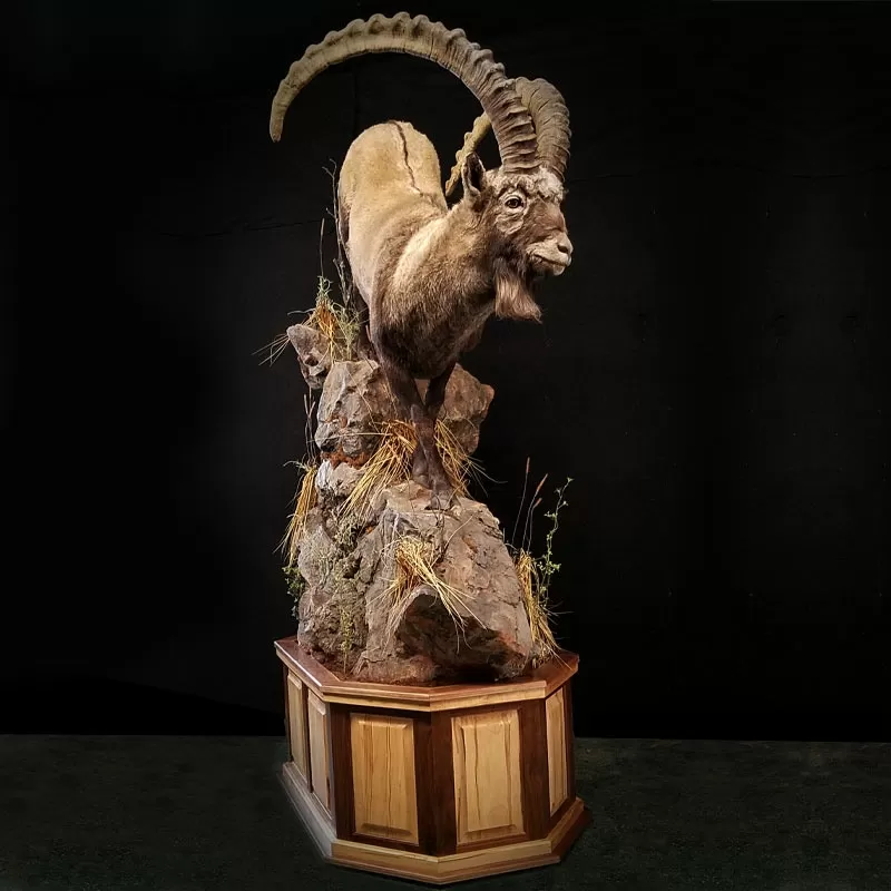 African and Asian Shoulder and Pedestal Mounts