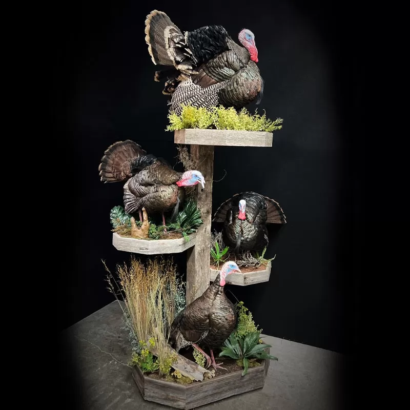 Waterfowl Upland Birds and Turkeys Mounts