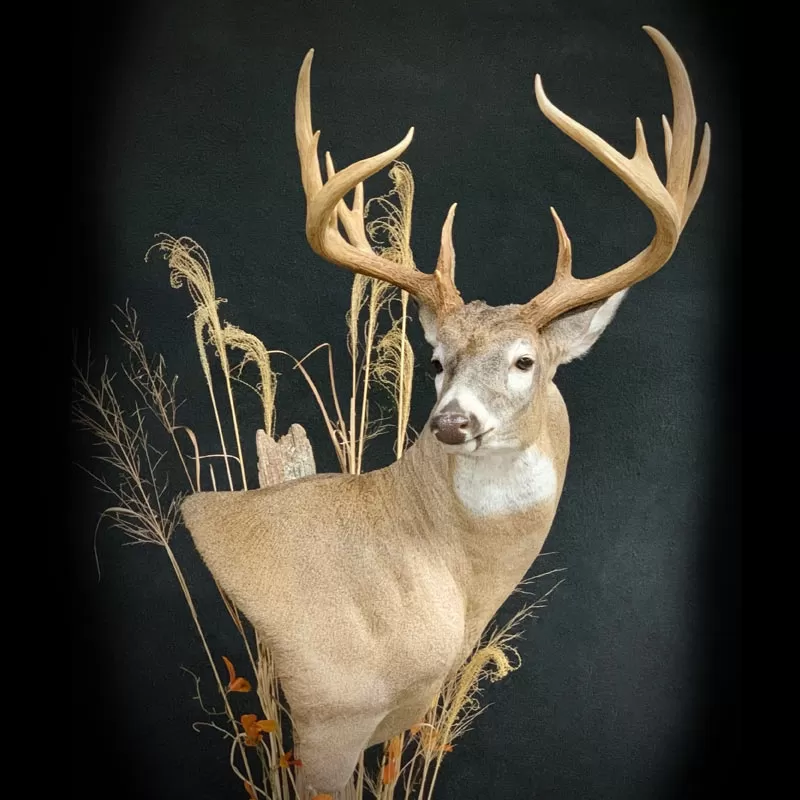 Whitetail Deer Mounts
