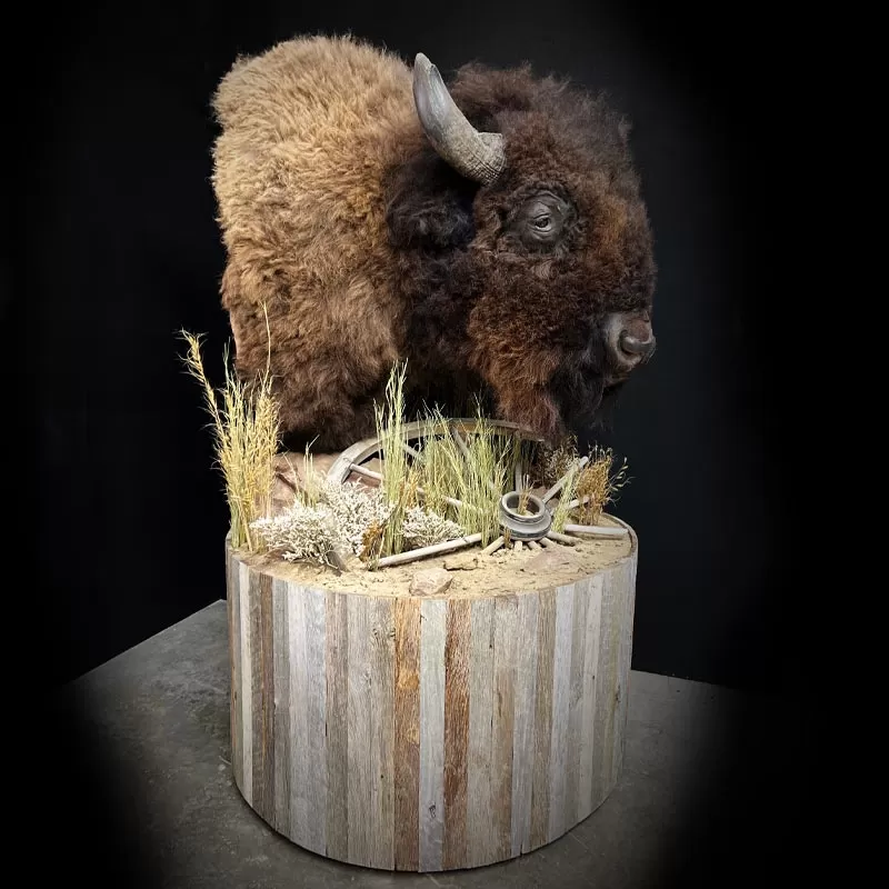 North American Big Game Mounts