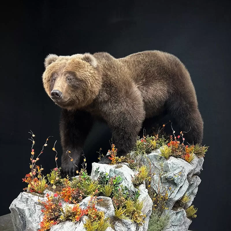 Bear Mount Taxidermy in Ohio