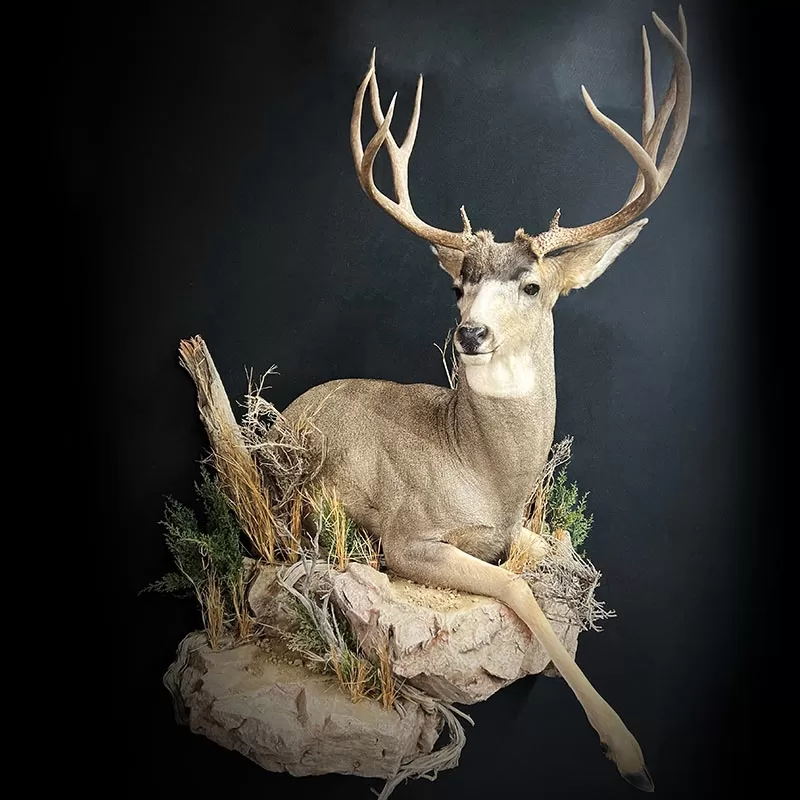 North American Life-Size