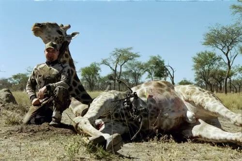 He Will Make Quite The Shoulder Mount   The Giraffe