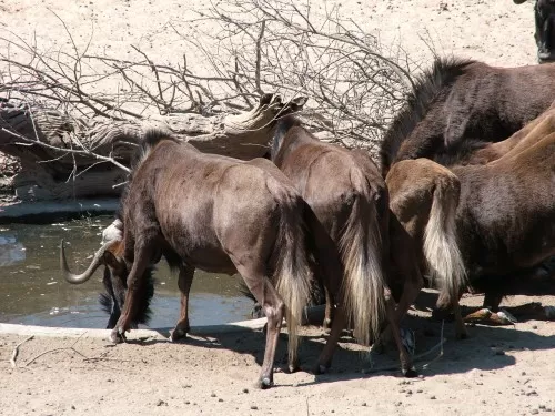 Black Wildebeast Watering