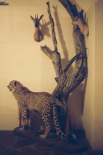 Cheeta Mount in Namibia