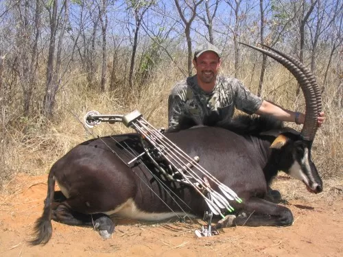 38 inch Sable Bull