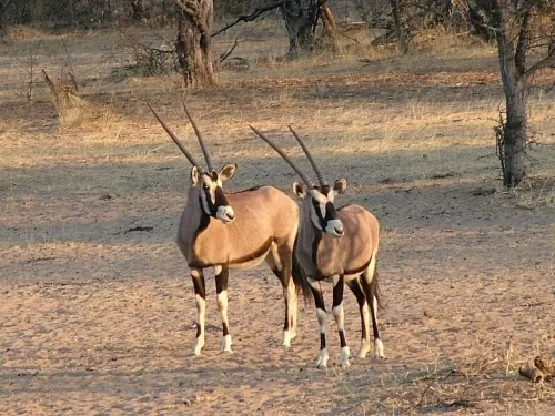 Weary Gemsbuck Coming In To Water