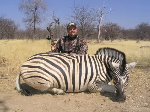 Burchells Zebra from South Africa