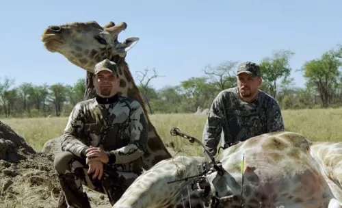 Zorans First And Last Giraffe
