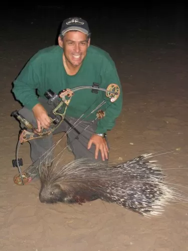 South African Porcupine